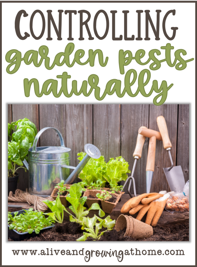 10 Ways to Control Garden Pests Naturally - Alive and Growing at Home