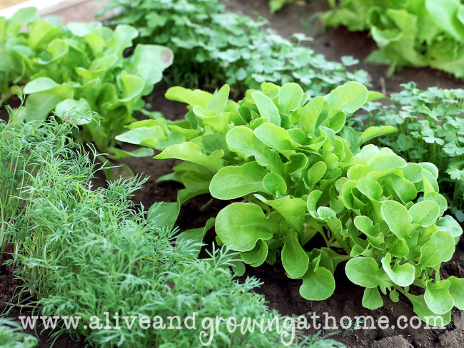 Growing a Garden - The benefits and getting started - Alive and Growing at Home