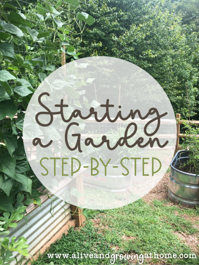 Starting at Garden - Step by Step - Alive and Growing at Home
