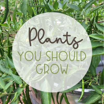What to Grow in Your Garden