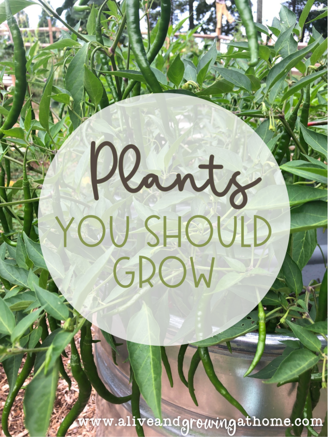 What to Grow in Your Garden - Plants to Grow - Alive and Growing at Home
