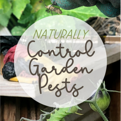 Control Garden Pests Naturally
