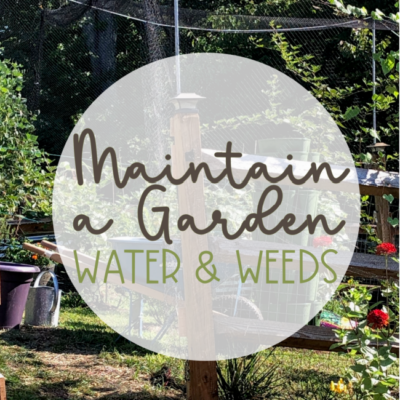 Garden Maintenance: Water & Weeds