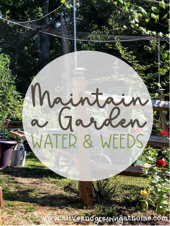 Garden Maintenance - Water and Weeds - Alive and Growing at Home