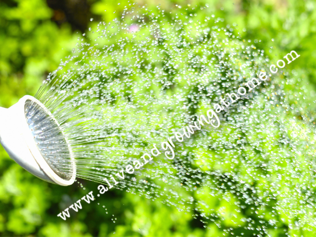 Garden Maintenance - Watering