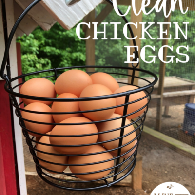 How We Keep Chicken Eggs Clean