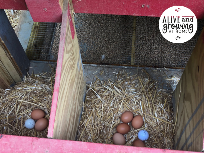 clean chicken eggs in lay boxes