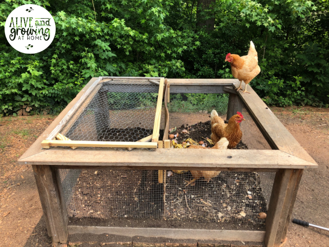 compost bin and chickens - half and half
